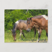 Wilde pony's op Assateauge Island Briefkaart (Voorkant)