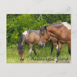 Wilde pony's op Assateauge Island Briefkaart