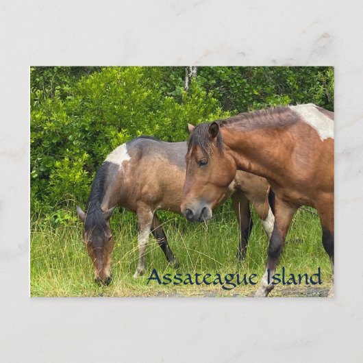 Wilde pony's op Assateauge Island Briefkaart (Voorkant)