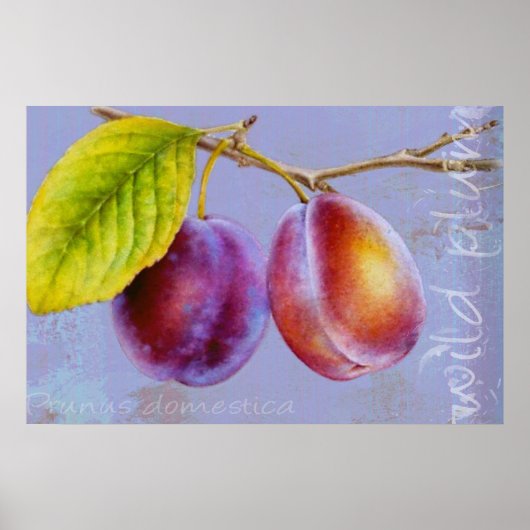 Wilde poster - Prunus domestica - platte druk (Voorkant)