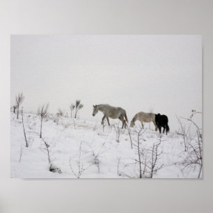 Wilde Posters in sneeuwwaarde