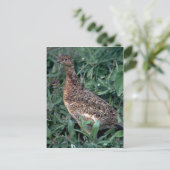 Wilde ptarmigan, kippen in de zomer briefkaart (Staand voorkant)