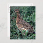 Wilde ptarmigan, kippen in de zomer briefkaart (Voorkant / Achterkant)