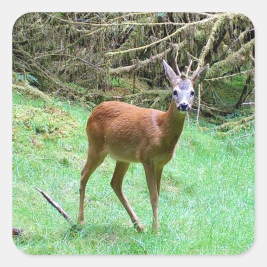 Wilde Reeënbok – Elegant Bosdier Vierkante Sticker (Voorkant)