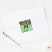 Wilde Reeënbok – Elegant Bosdier Vierkante Sticker (Envelop)