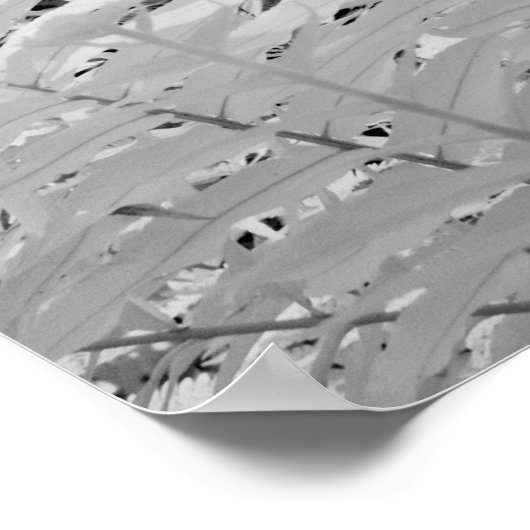 Wilde reuzenlederfern, Florida, VS. Poster (Hoek)