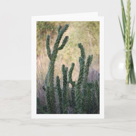 Wilde rietcactus kaart (Voorkant)