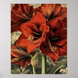 wilde rode amaryllisbloemen poster