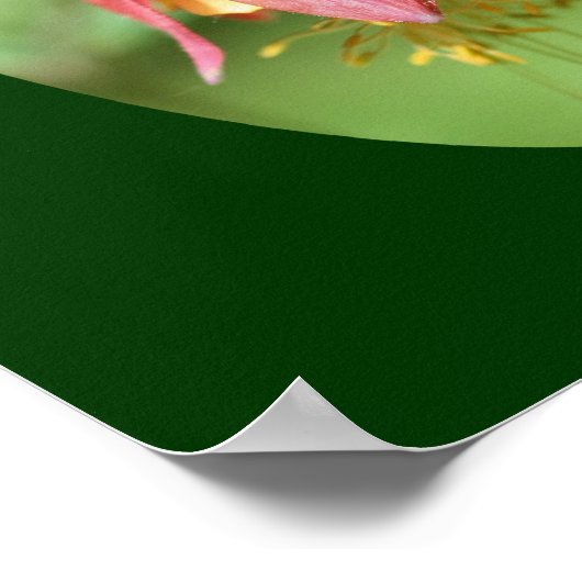 Wilde rode-Columbinestroem Poster (Hoek)