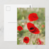 Wilde rode klaproos bloem briefkaart (Voorkant / Achterkant)