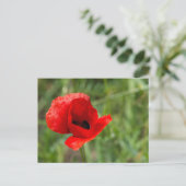 Wilde rode klaproos bloem briefkaart (Staand voorkant)