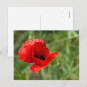 Wilde rode klaproos bloem briefkaart (Voorkant / Achterkant)