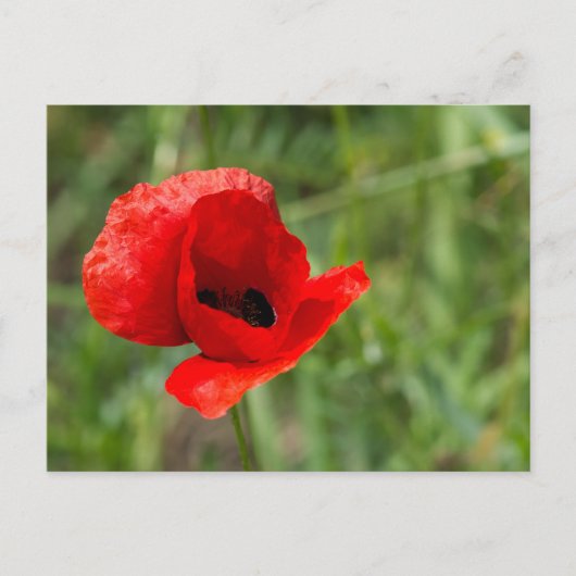 Wilde rode klaproos bloem briefkaart (Voorkant)