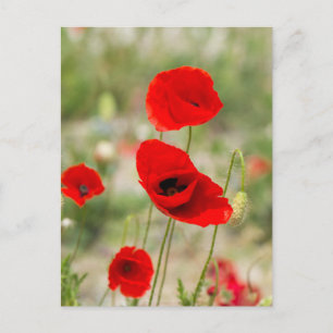 Wilde rode papaverbloem briefkaart