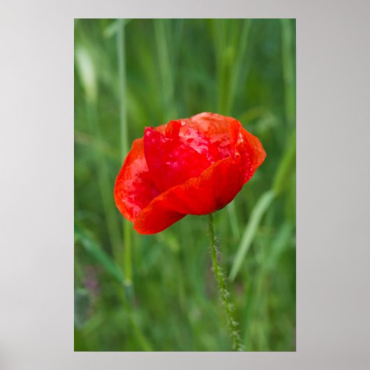 Wilde rode papaverbloem poster (Voorkant)