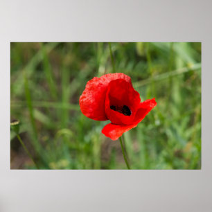 Wilde rode papaverbloem poster