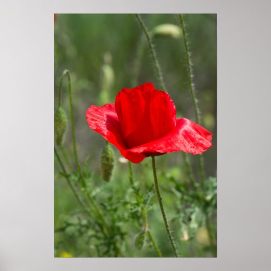 Wilde rode papaverbloem poster (Voorkant)