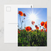 Wilde rode papavers bloemen briefkaart (Voorkant / Achterkant)