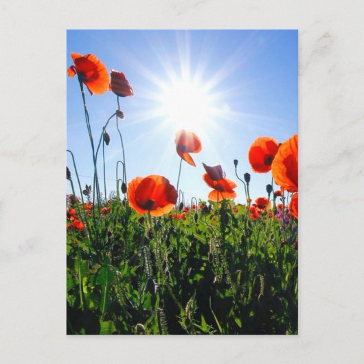 Wilde rode papavers bloemen briefkaart (Voorkant)