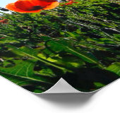 Wilde rode papavers bloemen poster (Hoek)