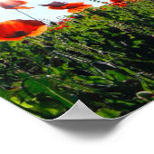 Wilde rode papavers bloemen poster (Hoek)