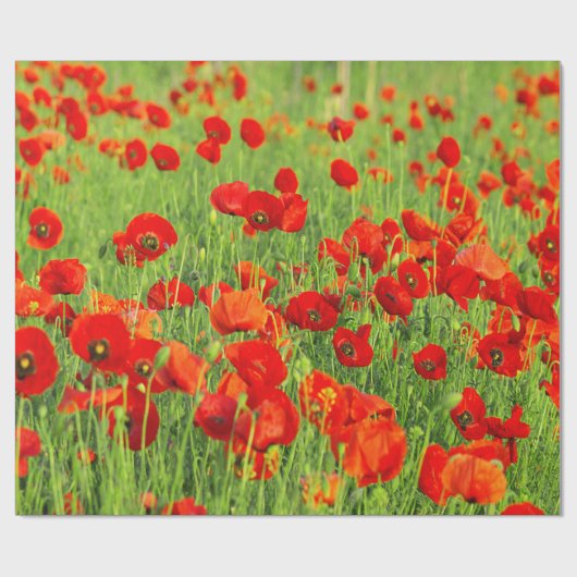 Wilde rode papavers cadeaupapier (Vlak)