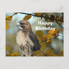 Wilde Rode Staart Havik Herfst Foto Verjaardag Briefkaart