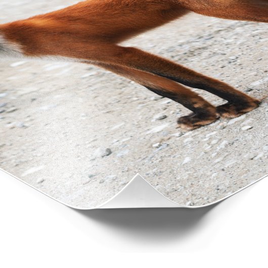 Wilde rode vos met mooie huid foto afdruk (Hoek)