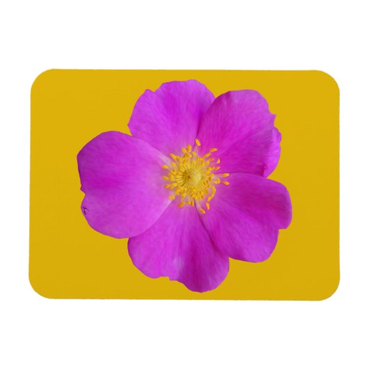 Wilde Roos 2 Magneet (Horizontaal)