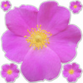 Wilde Roos 2 Sticker (Voorkant)