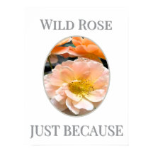 Wilde Roos Bloei