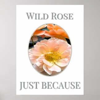 Wilde Roos Bloei Poster