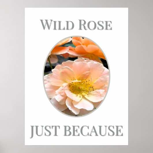 Wilde Roos Bloei Poster (Voorkant)
