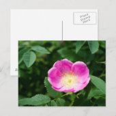 Wilde roos bloem briefkaart (Voorkant / Achterkant)