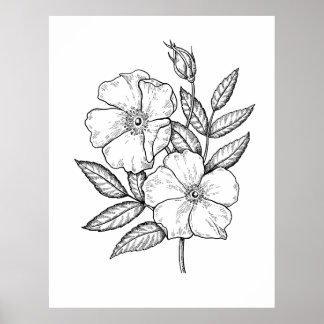 Wilde Roos Bloom Tekening Poster