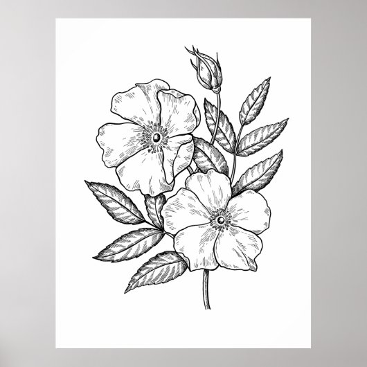 Wilde Roos Bloom Tekening Poster (Voorkant)