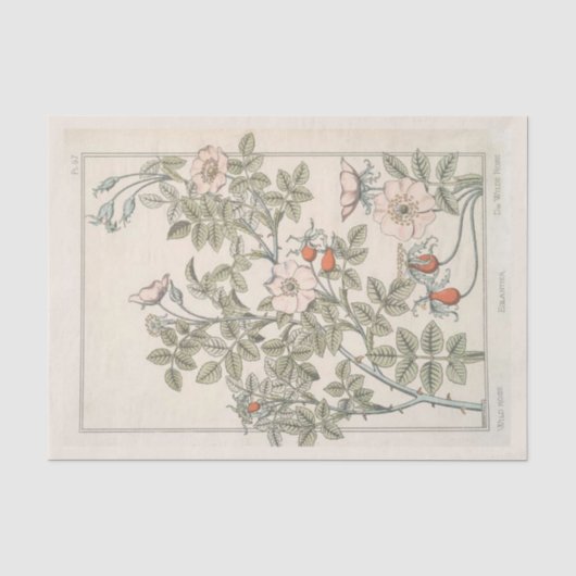 Wilde Roos Botanische Floral  Ontvette roze Tissuepapier (Voorkant)