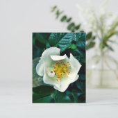 Wilde Roos Briefkaart (Staand voorkant)