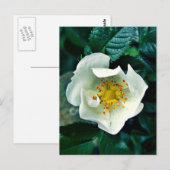 Wilde Roos Briefkaart (Voorkant / Achterkant)