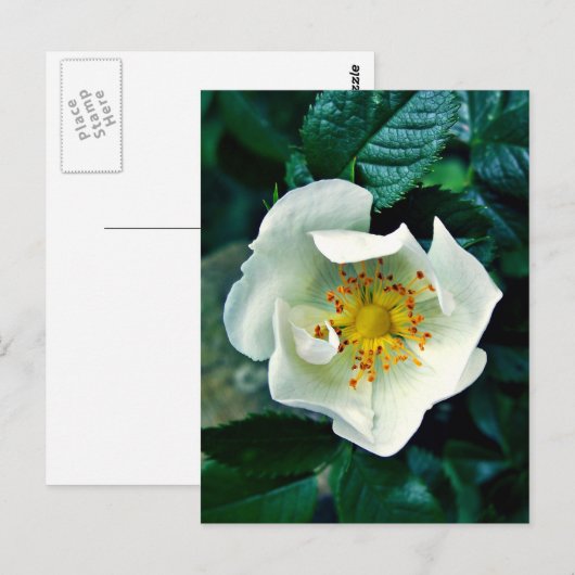 Wilde Roos Briefkaart (Voorkant / Achterkant)