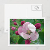 Wilde Roos Briefkaart (Voorkant / Achterkant)