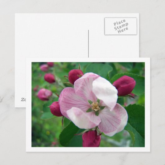 Wilde Roos Briefkaart (Voorkant / Achterkant)