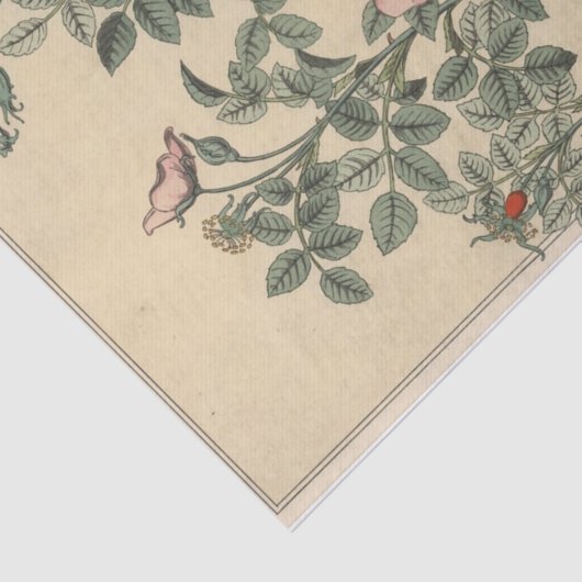 Wilde Roos, Eugene Grasset's Botany-serie Tissuepapier (Detail)