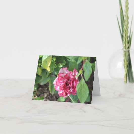 Wilde Roos in de tuin Feestdagen Kaart (Voorkant)