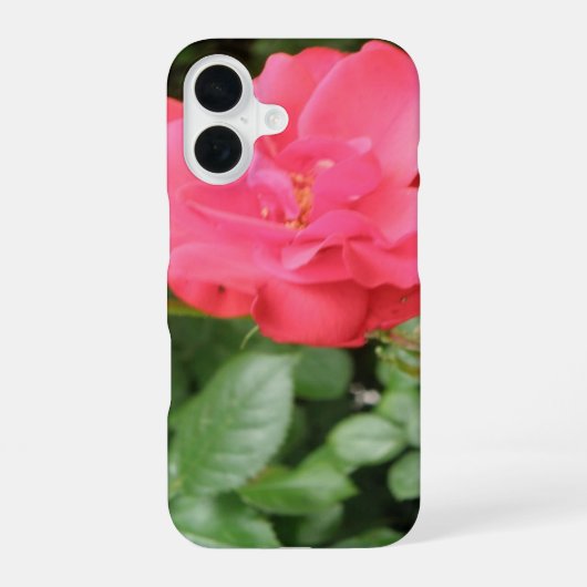 Wilde Roos iPhone 16 Hoesje (Achterkant)