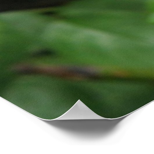 Wilde Roos Poster (Hoek)