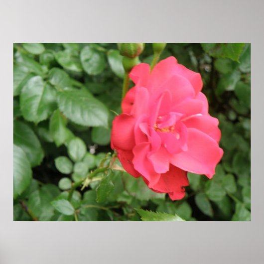 Wilde Roos Poster (Voorkant)