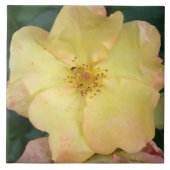 Wilde Roos Tegeltje (Voorkant)