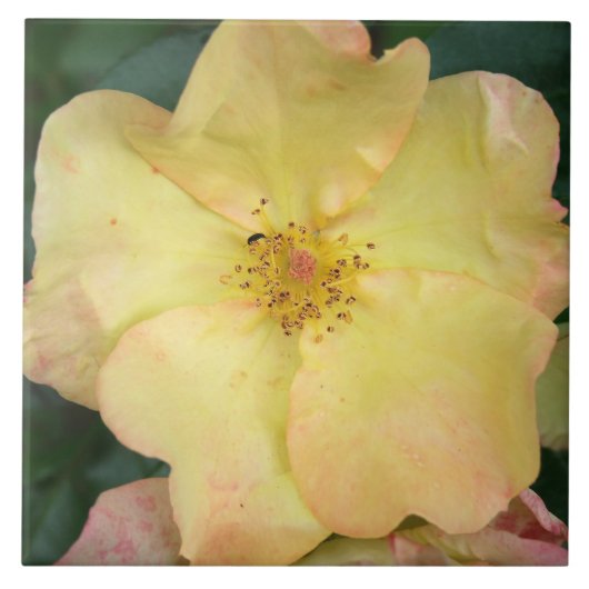 Wilde Roos Tegeltje (Voorkant)