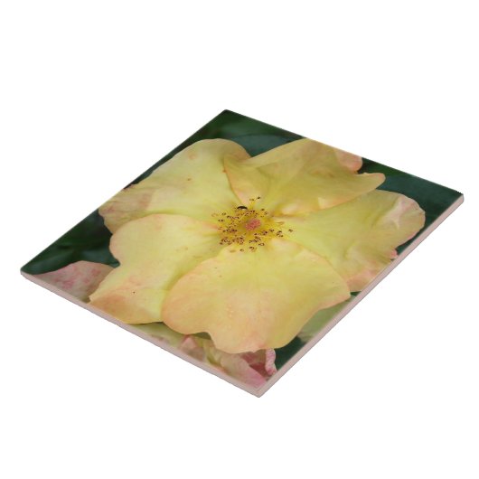 Wilde Roos Tegeltje (Zijkant)